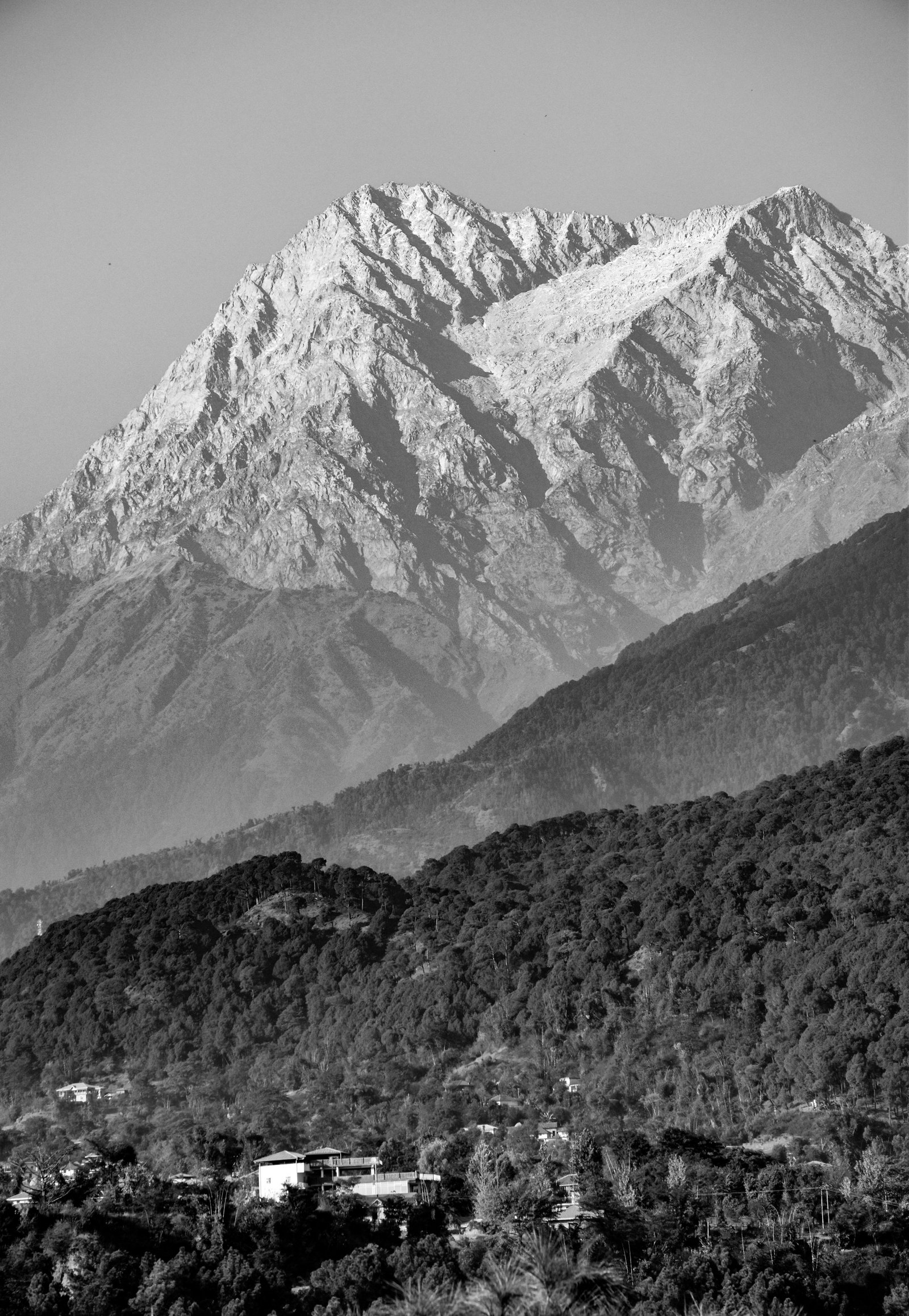 Tea gardens and Dhauladhar range in Kangra